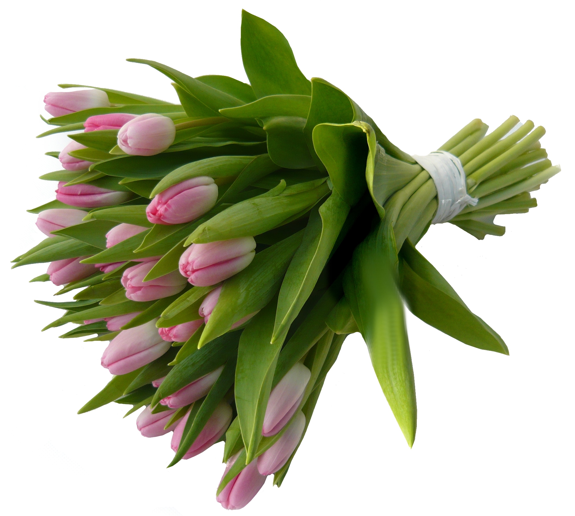 růžové tulipány Velikost: malá (15ks)