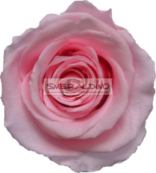 Stabilizovaná růže Barva: Light Pink