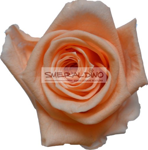 Stabilizovaná růže Barva: Peach
