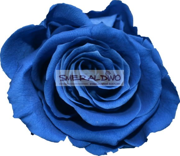 Stabilizovaná růže Barva: Royal Blue