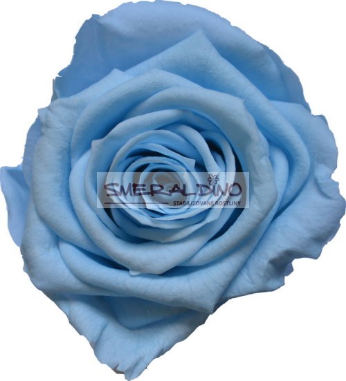 Stabilizovaná růže Barva: Sky Blue