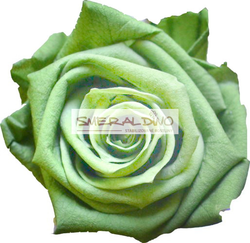 Stabilizovaná růže Barva: Light Green