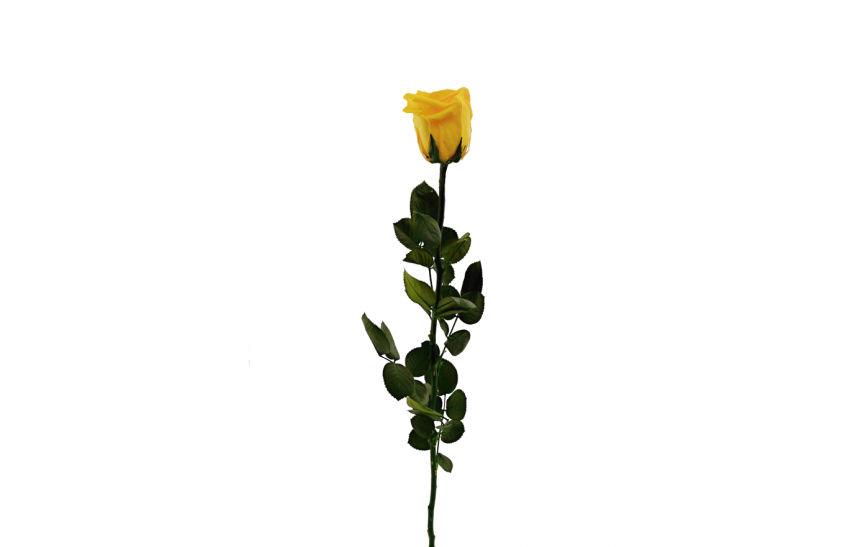 Stabilizovaná růže Barva: Saffron Yellow