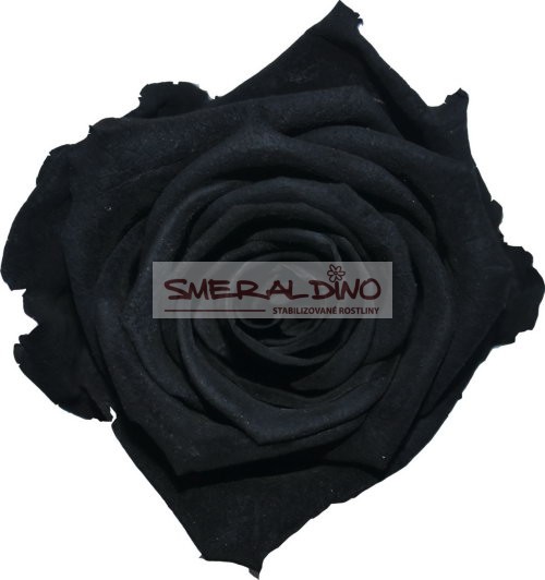 Stabilizovaná růže Barva: Black