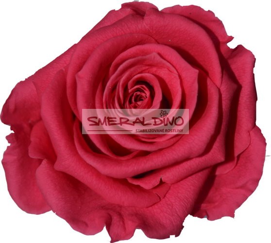 Stabilizovaná růže Barva: Dark pink