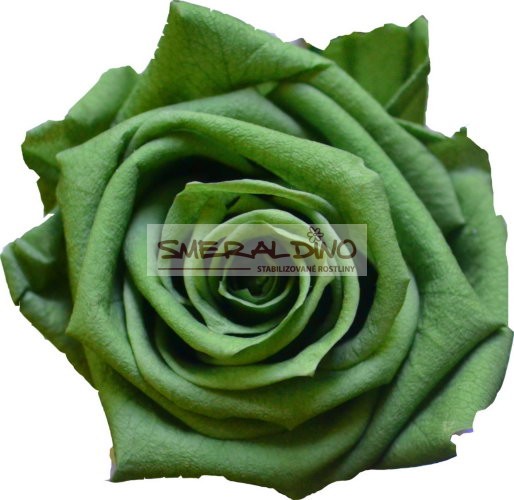 Stabilizovaná růže Barva: Green Tea
