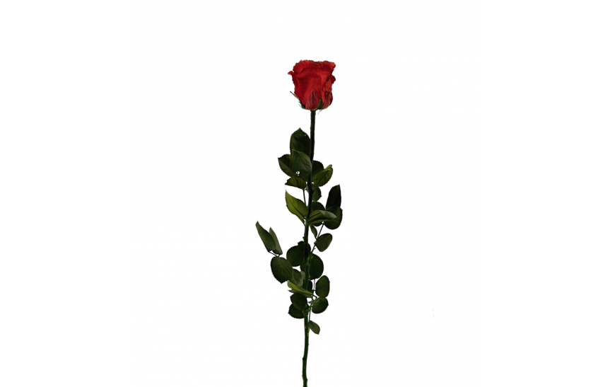 Stabilizovaná růže Barva: Red