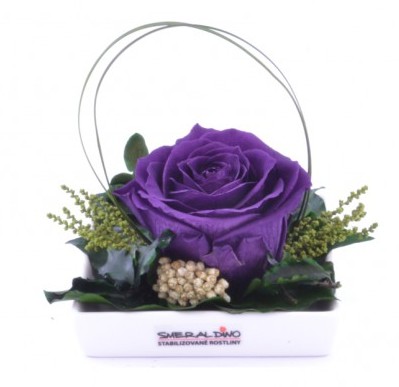 Dekorace stabilizovaná růže Barva: Purple