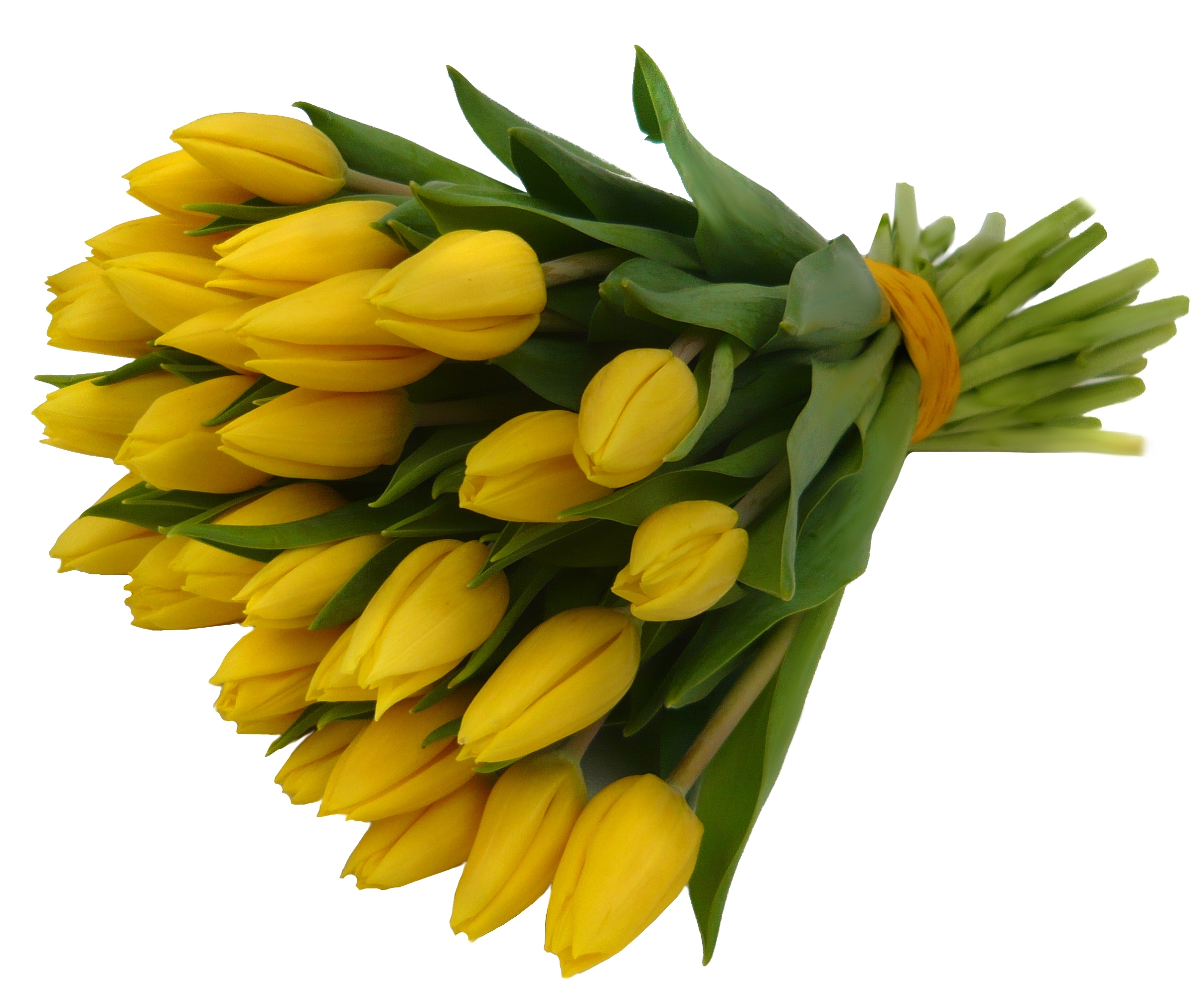 Kytice tulipánů Velikost: velká (50ks)