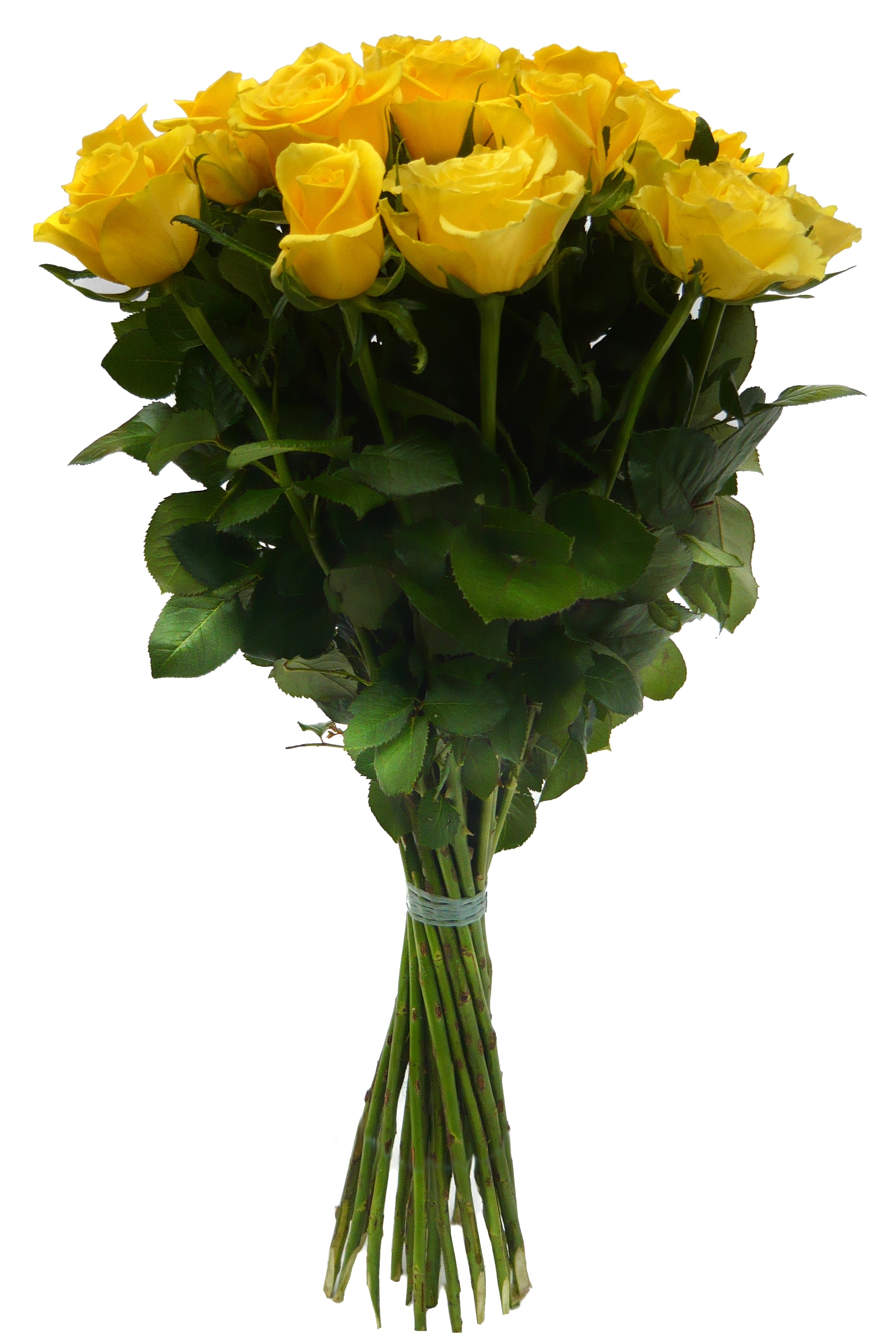 Žluté růže Velikost: VLASTNÍ POČET 7 - 29ks