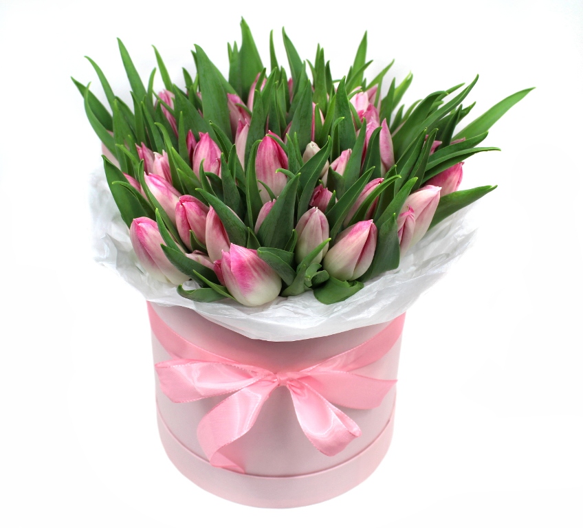 Růžové tulipány Velikost: 101 ks
