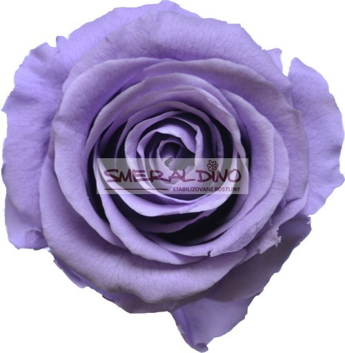 Stabilizovaná růže Barva: Lilac