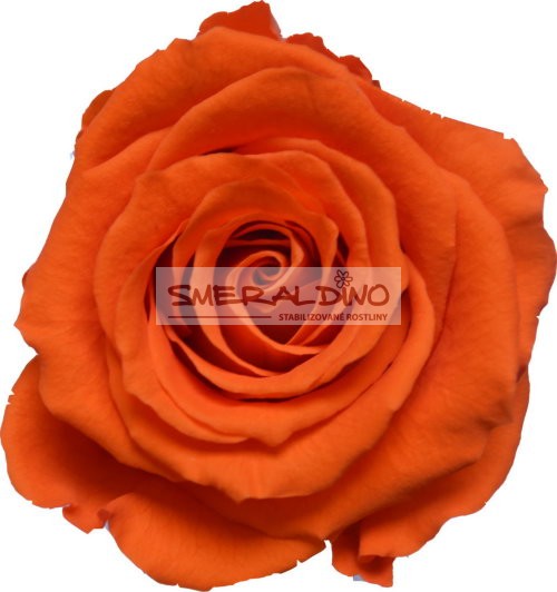 Stabilizovaná růže Barva: Orange