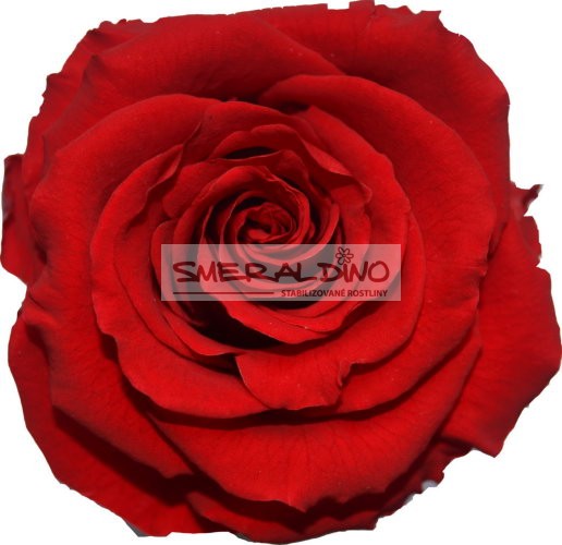 Stabilizovaná růže Barva: Red
