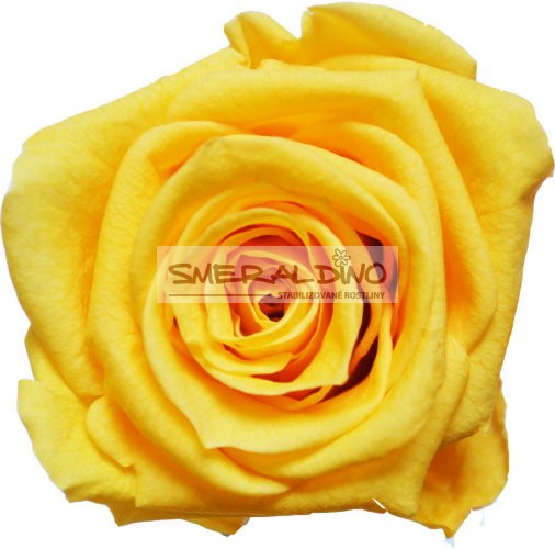 Stabilizovaná růže Barva: Yellow