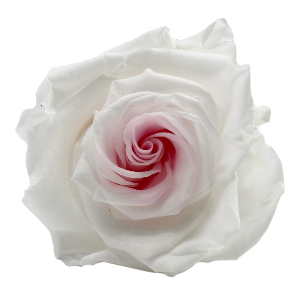 Stabilizovaná růže Barva: Sweety