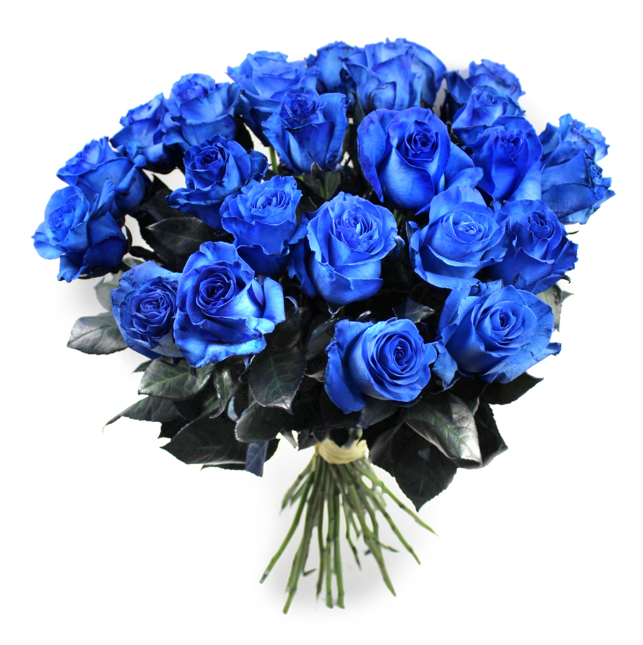 Modré růže Velikost: VLASTNÍ POČET 7 - 29ks