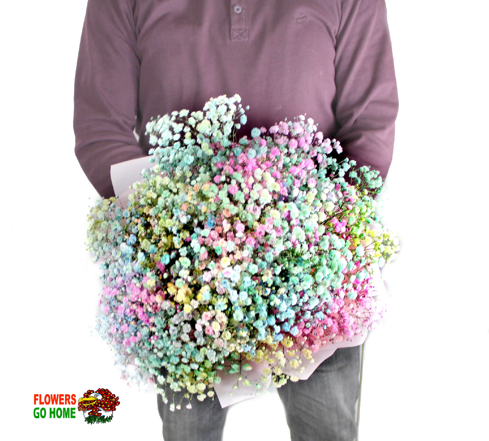 Gypsophila Rainbow Velikost: 7 ks