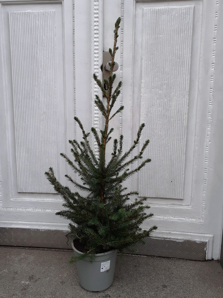 Vánoční stromek (Picea Omorika) 120 cm DRUH: Vánoční stromeček