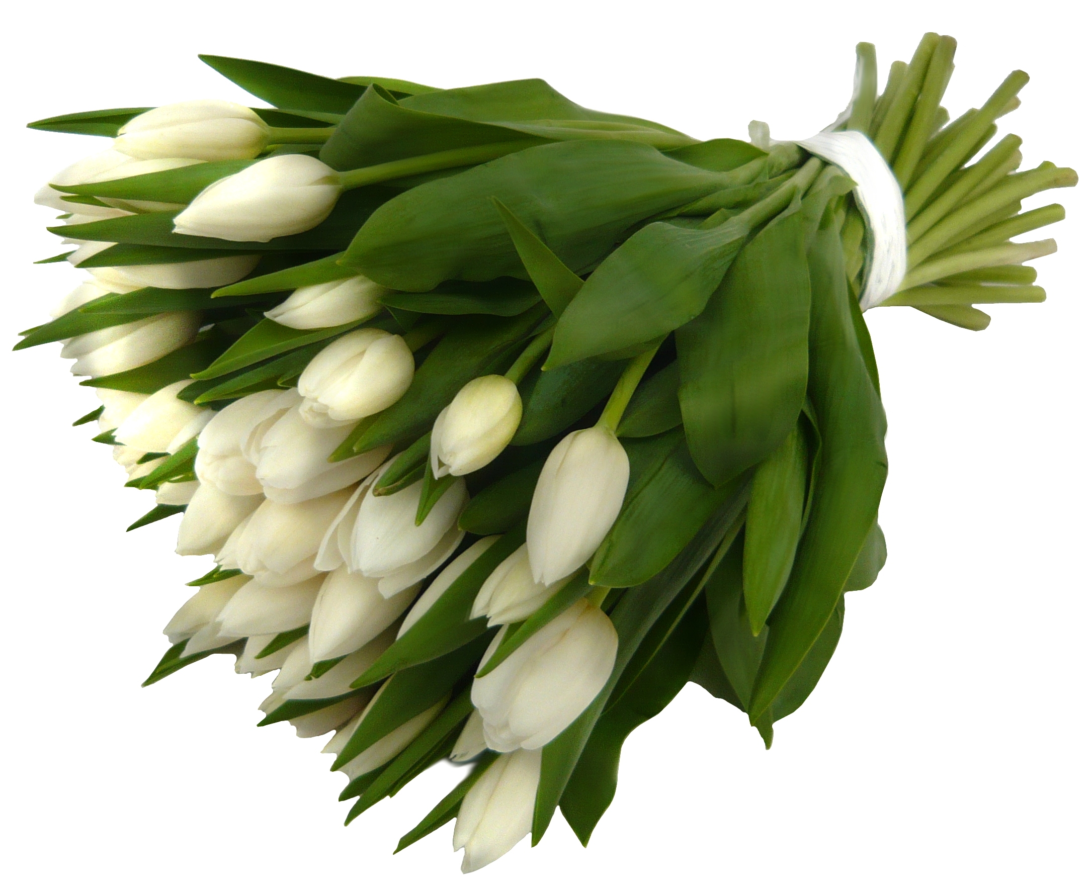 Bílé Tulipány Velikost: VLASTNÍ POČET 7 - 14ks