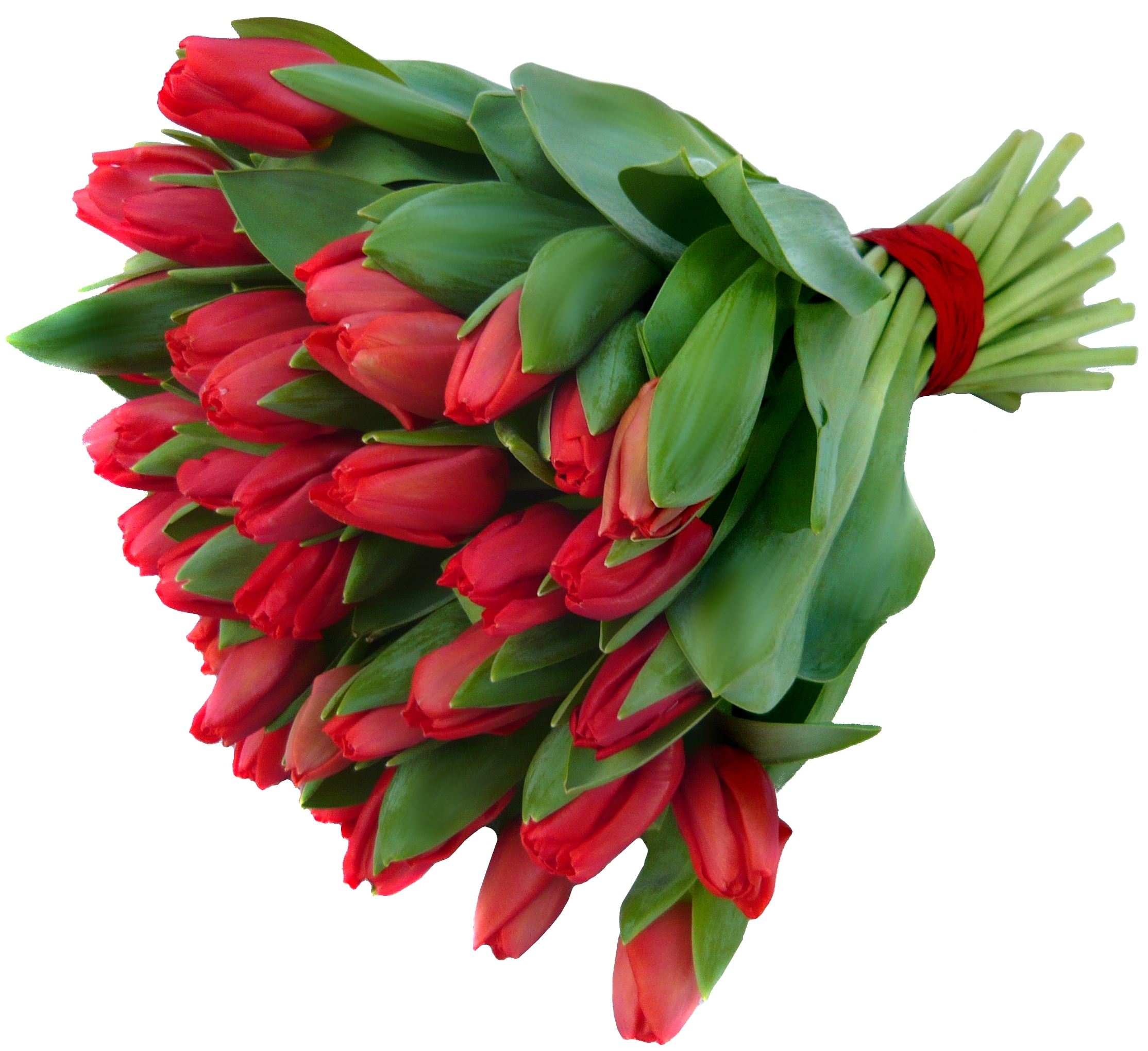 Červené Tulipány Velikost: VLASTNÍ POČET 7 - 14ks