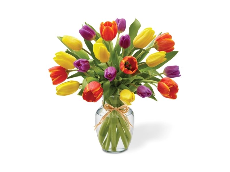 Holandské tulipány Velikost: VLASTNÍ POČET 7 - 14ks