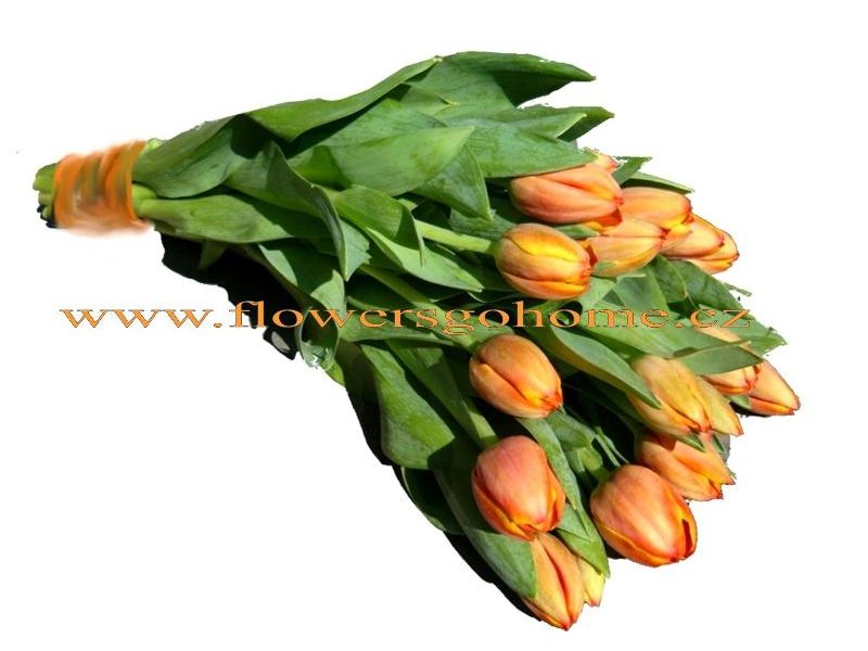 oranžové tulipány Velikost: VLASTNÍ POČET 7 - 14ks