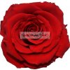 Stabilizovaná růže červená
