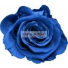 Stabilizovaná růže modrá