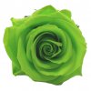 Light Green stabilizovaná růže