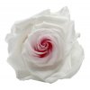 Stabilizovaná růže Sweety