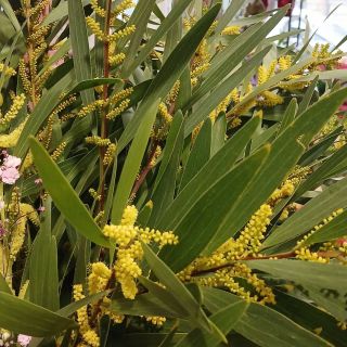 Mimosa opět skladem ✨️✅️ #mimosa #kvetinarstvi #italie #italy🇮🇹 #flowers