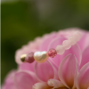 Prsten Perla Rosea