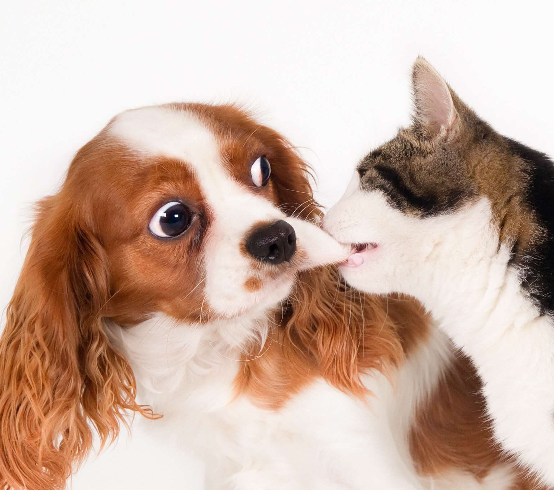 Prečo vybrať práve tento šampon pre psíkov?