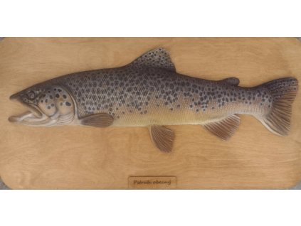 Pstruh obecný potoční 62 cm