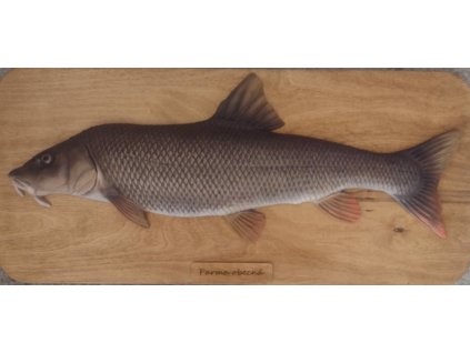 Parma obecná - 57 cm