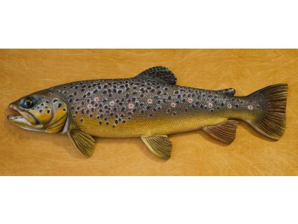 Pstruh obecný - 48 cm