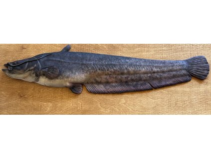 Sumec velký - 89 cm