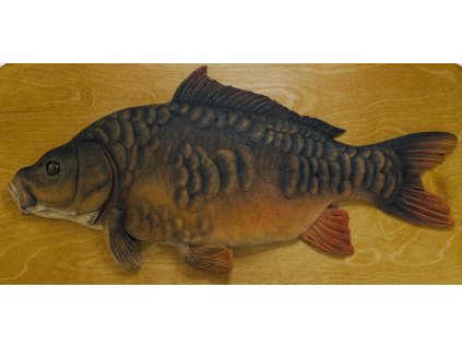 Kapr obecný - 70 cm