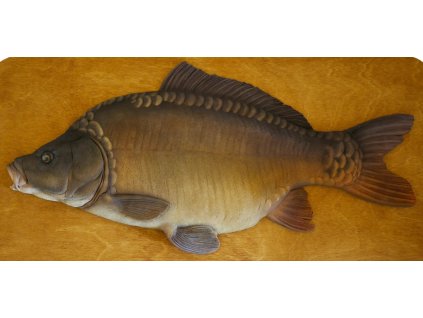 Kapr obecný - 67 cm