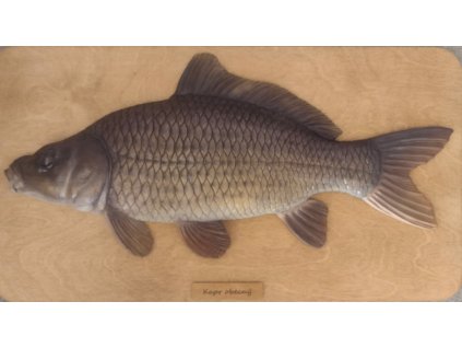 kapr obecný šupináč - 67 cm