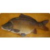Kapr obecný - 67 cm