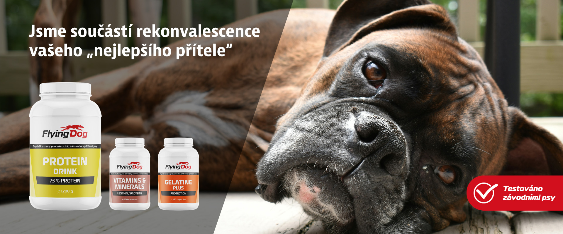 Pes odpočívající