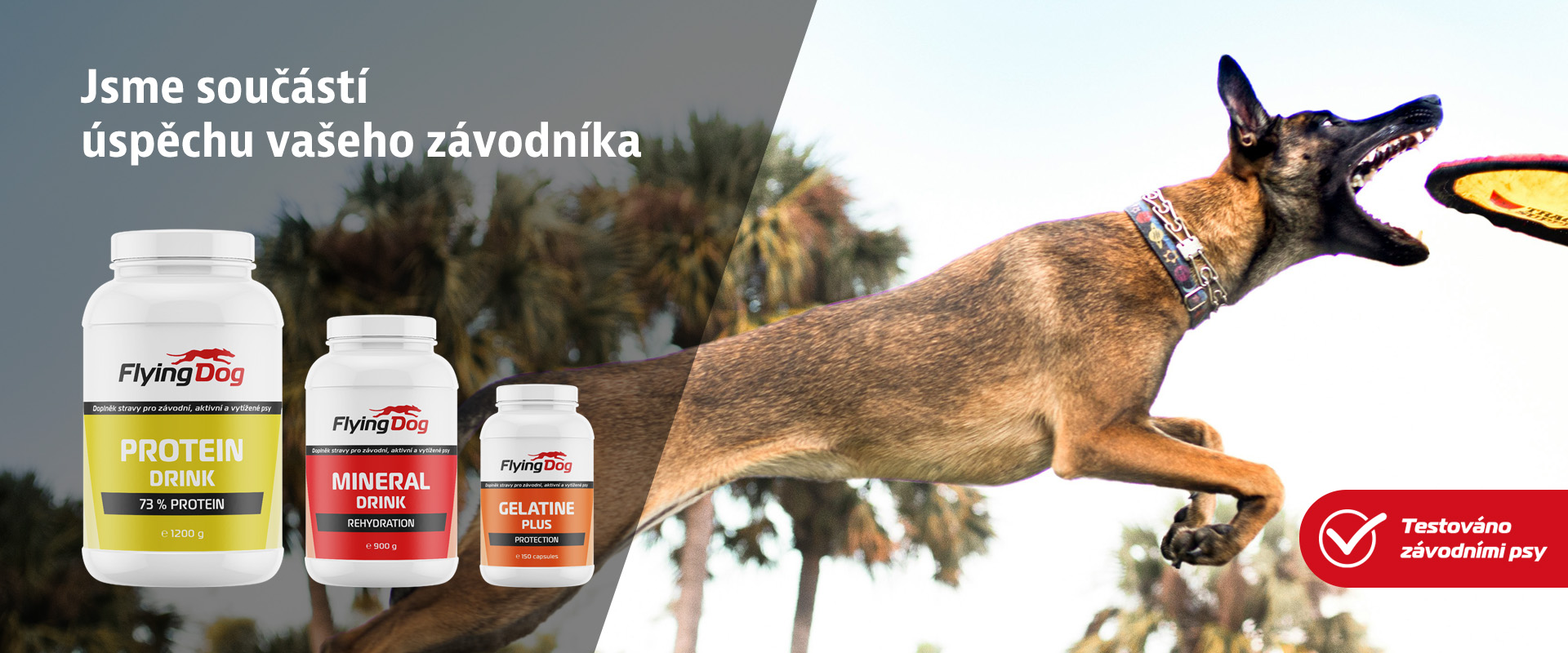 Pes při tréninku nebo soutěži