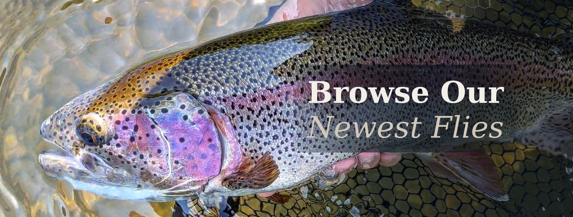 rainbow trout
