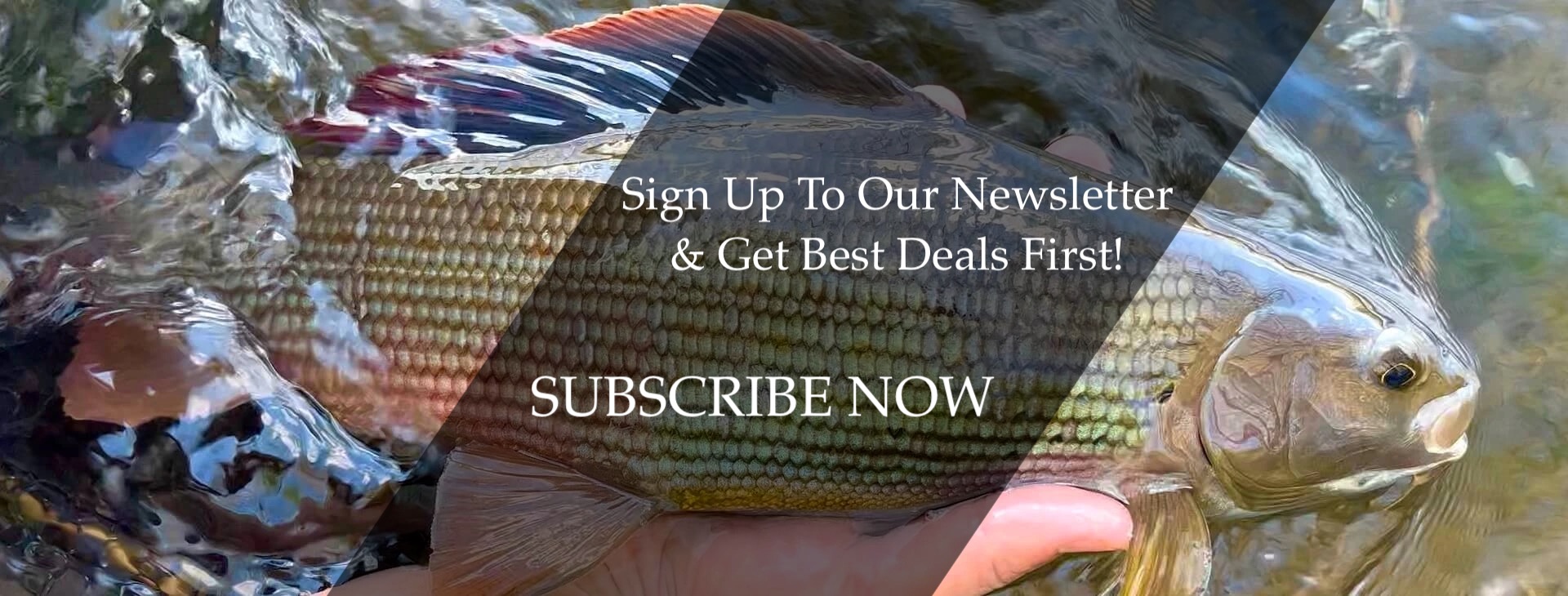 FLY SHOP Europe