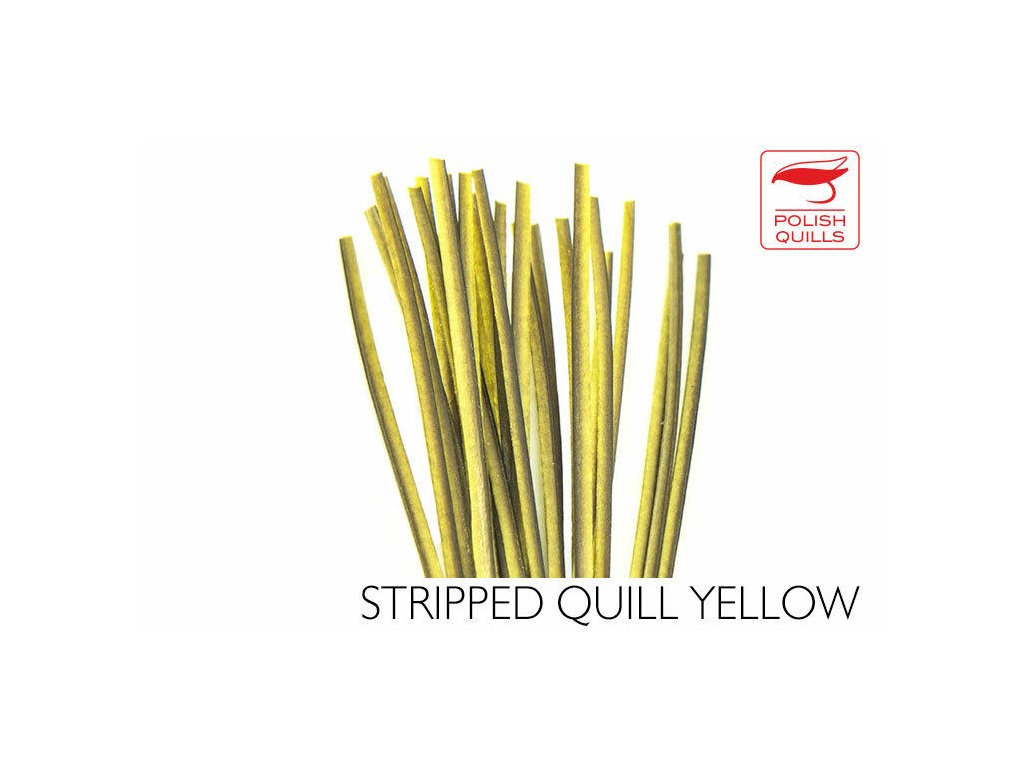 Polish Quills Hand Stripped Peacock Quills - Yellow