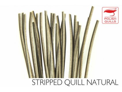 Pávie brčká Polish Quills Hand Stripped Peacock Quills - Natural