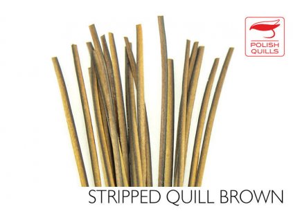 Pávie brčká Polish Quills Hand Stripped Peacock Quills - Brown