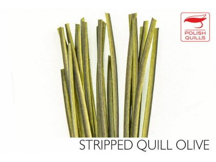 Pávie brčká Polish Quills Hand Stripped Peacock Quills - Olive